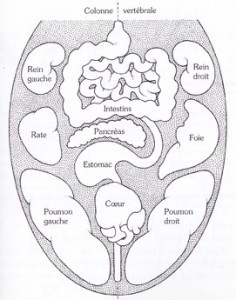diagnostic ayurvedique de la langue